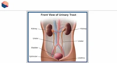 Catheterisation Male and Female UT